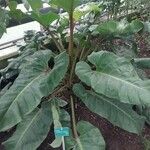 Philodendron melinonii Liść