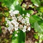 Viburnum rigidum Blomst