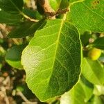 Flacourtia indica Leaf