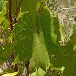 Vitis riparia Leaf