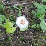 Tussilago farfaraCvet