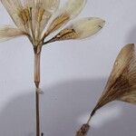 Zephyranthes citrina Çiçek