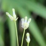 Burmannia capitata Flower