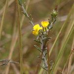 Crotalaria diosmifolia Flower