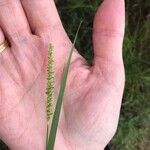 Setaria parviflora 果實