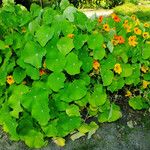 Tropaeolum majus عادت