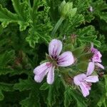 Pelargonium x asperum Kvet