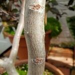 Kalanchoe orgyalis Bark