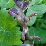 Orobanche nana Flower