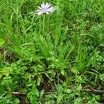 Lactuca perennis Habit