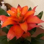 Guzmania spp. Blüte