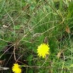 Taraxacum palustre 葉