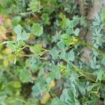 Medicago monantha Облик