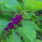 Callicarpa americanaBlad