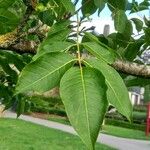 Phellodendron amurense Leaf