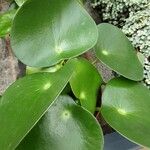 Peperomia polybotrya Blatt