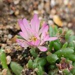 Mesembryanthemum nodiflorum Flor