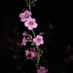 Penstemon parryi Flower