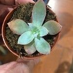 Echeveria canteЛисток