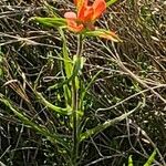 Castilleja indivisa Hoja