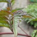 Campsis radicans Leaf