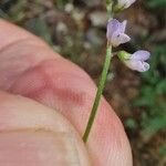 Vicia disperma 花