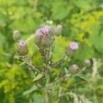 Cirsium arvenseЦвят