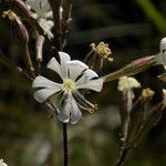 Silene italicaOutro