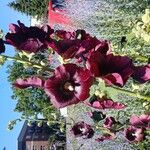 Alcea roseaFlower