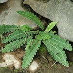 Ceterach officinarum 葉