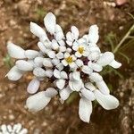 Iberis pectinata Blüte