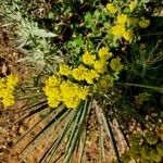 Eriogonum umbellatum Цвят