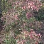 Oxydendrum arboreum Leaf