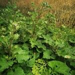 Arctium tomentosum Habit