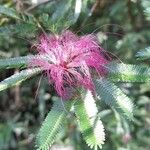 Calliandra brevipes Kvet