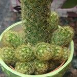 Mammillaria elongata Ліст