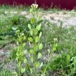 Thlaspi arvense Floare