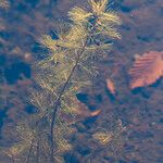 Myriophyllum spicatum Hoja