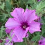 Convolvulus althaeoidesFlower