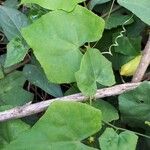 Coccinia grandis Leaf