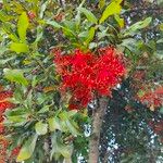 Stenocarpus sinuatus Virág