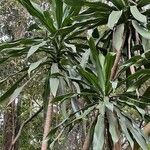 Dracaena steudneri برگ
