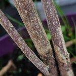 Callicarpa bodinieri Bark