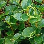 Peperomia glabella Агульны выгляд