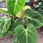 Philodendron gloriosum Levél