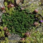 Trifolium thalii Habit