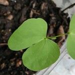 Bauhinia lunarioides Blatt