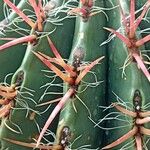 Ferocactus latispinus Лист