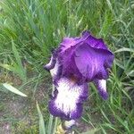 Iris × germanica Virág