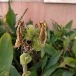 Canna glauca Fruit